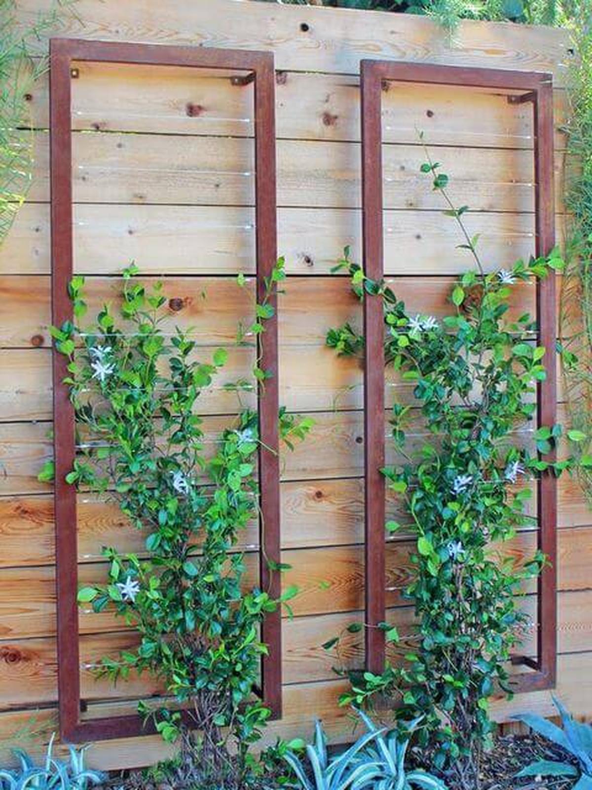 Vine Plant For Vertical Garden On Wooden Fence