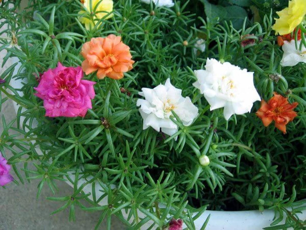 Portulaca