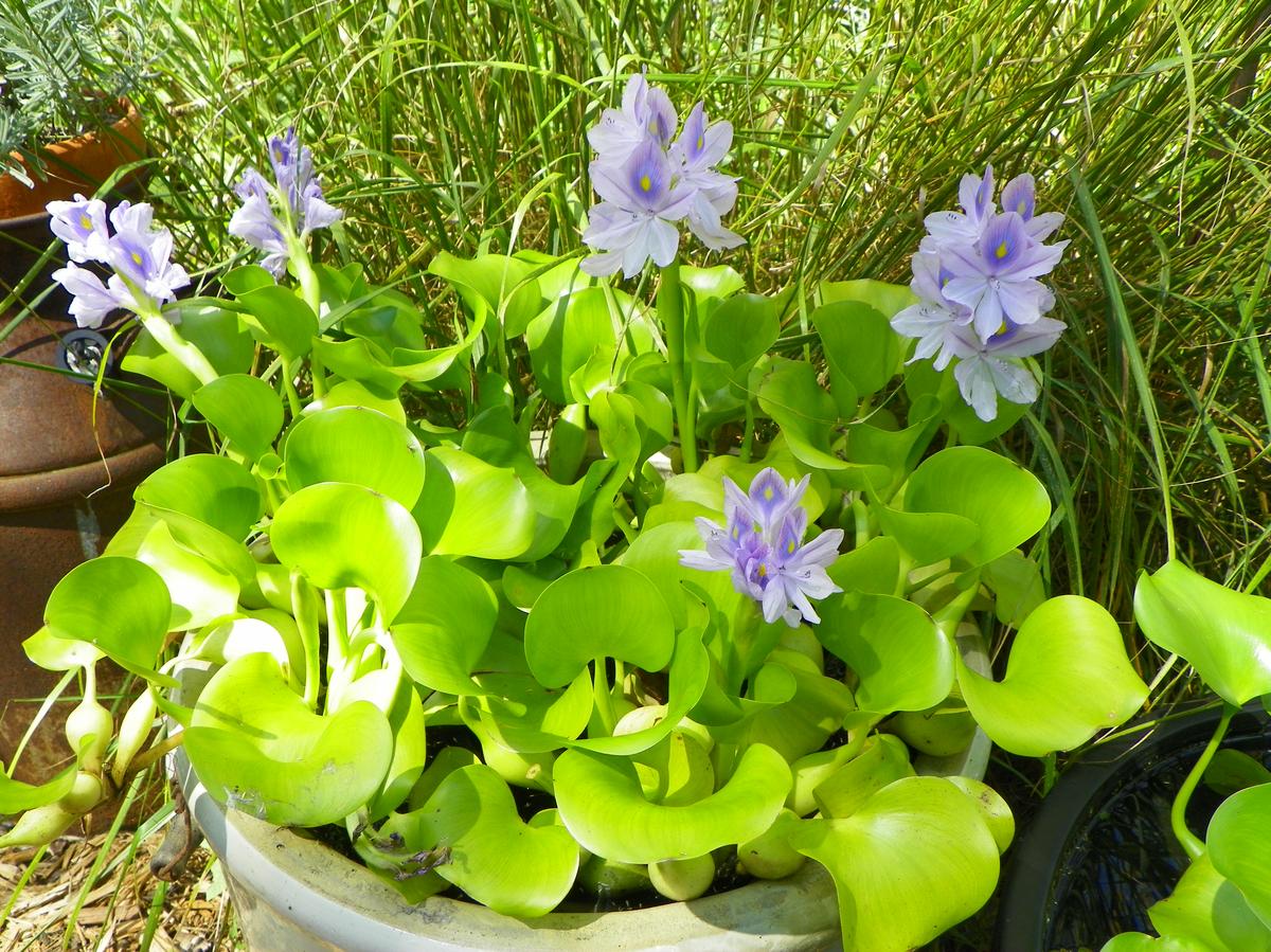 Water Hyacinth