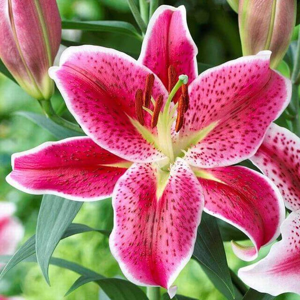 Oriental Lilies
