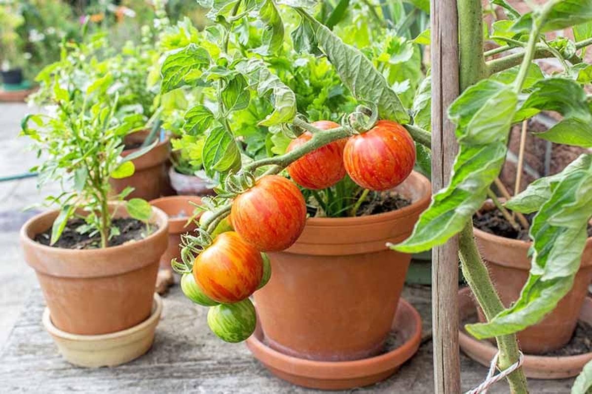 Grow Vegetables In Pots