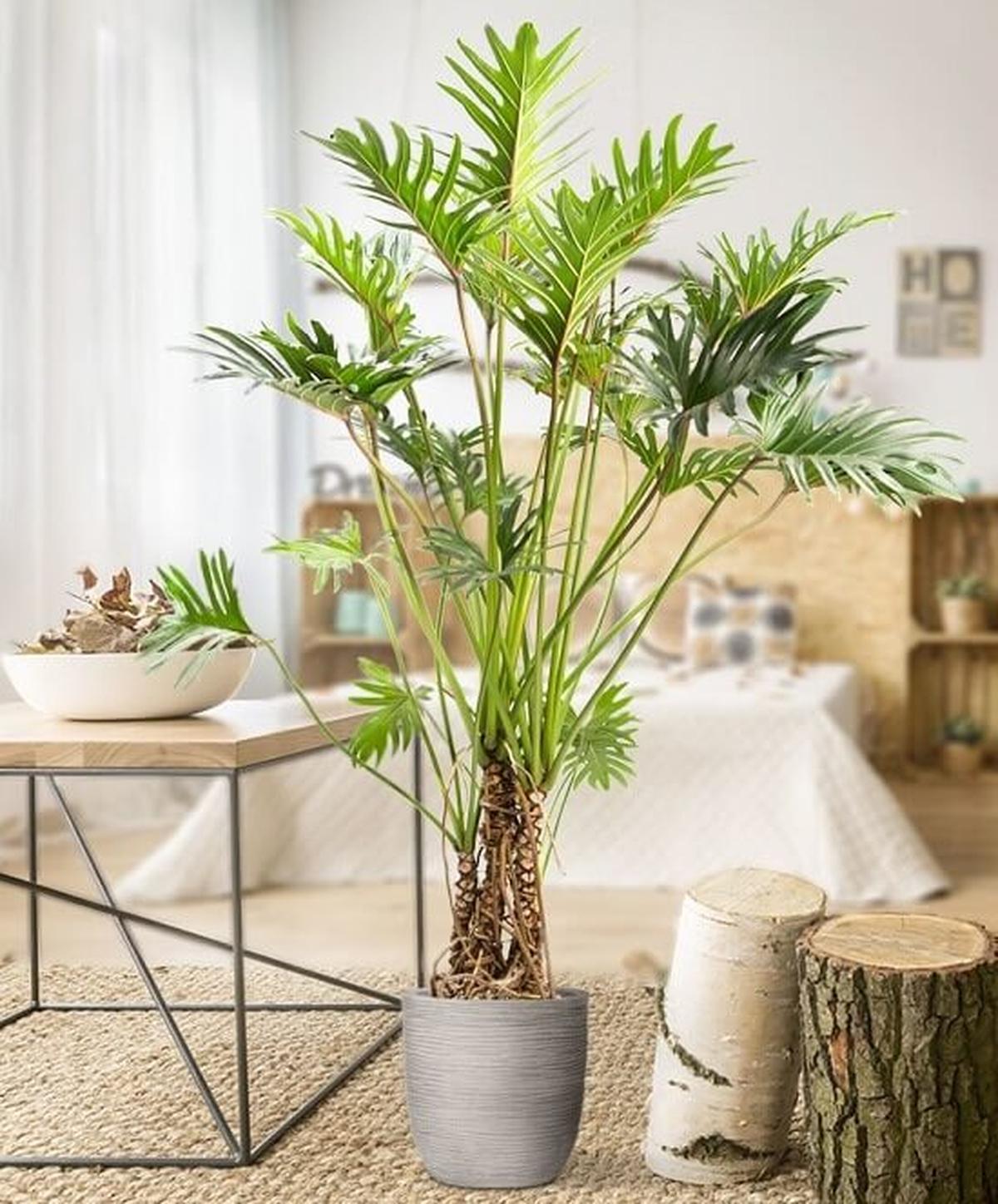 Tree Philodendron