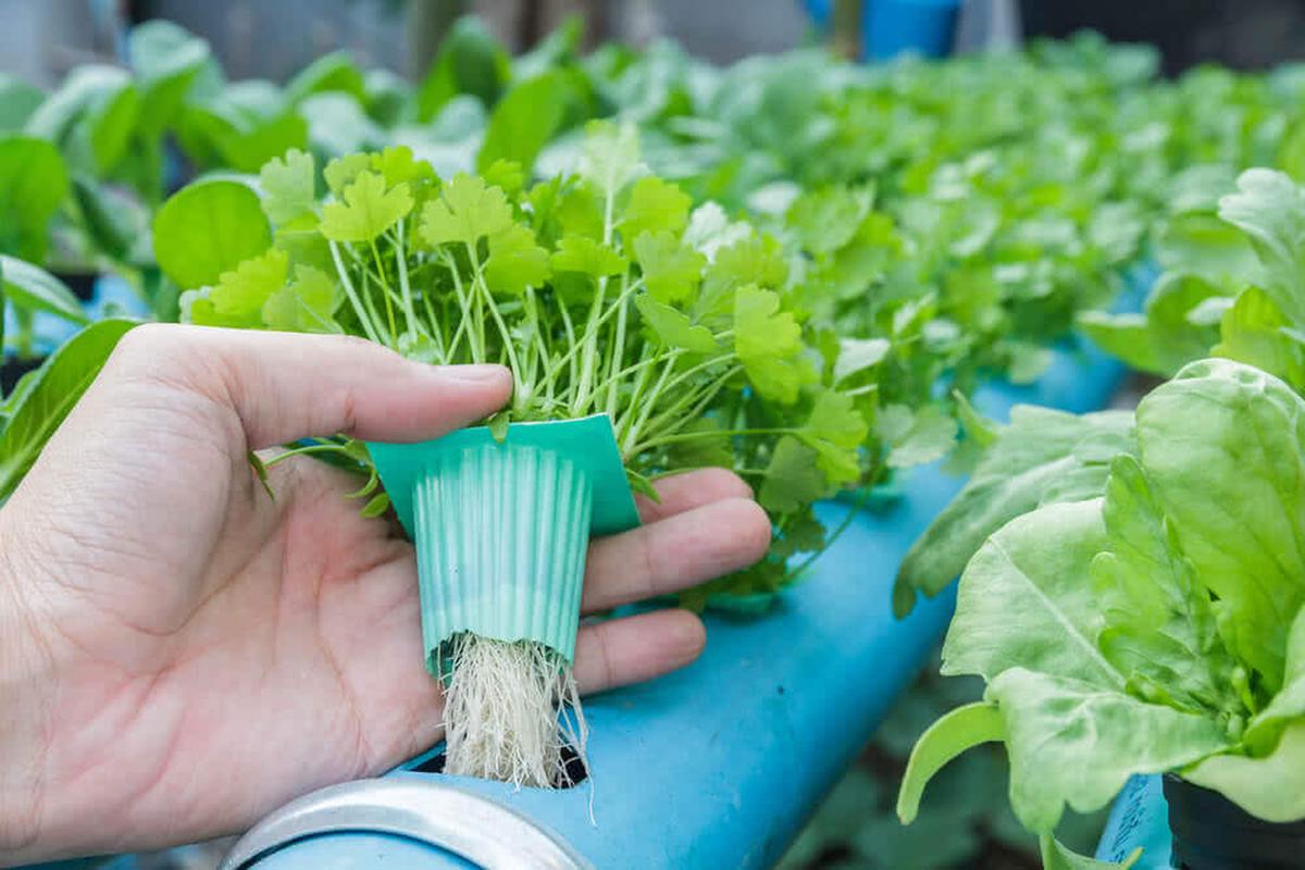 Go Hydroponic Planting
