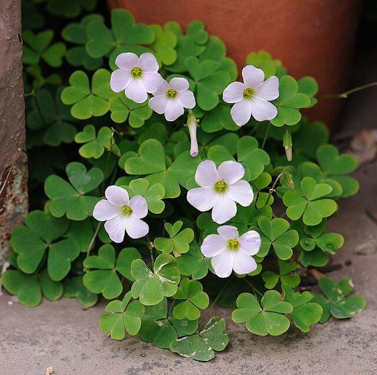 Oxalis