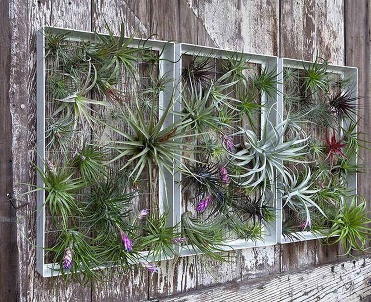 Air Plants in Big Metal Frames on a Patio Wall