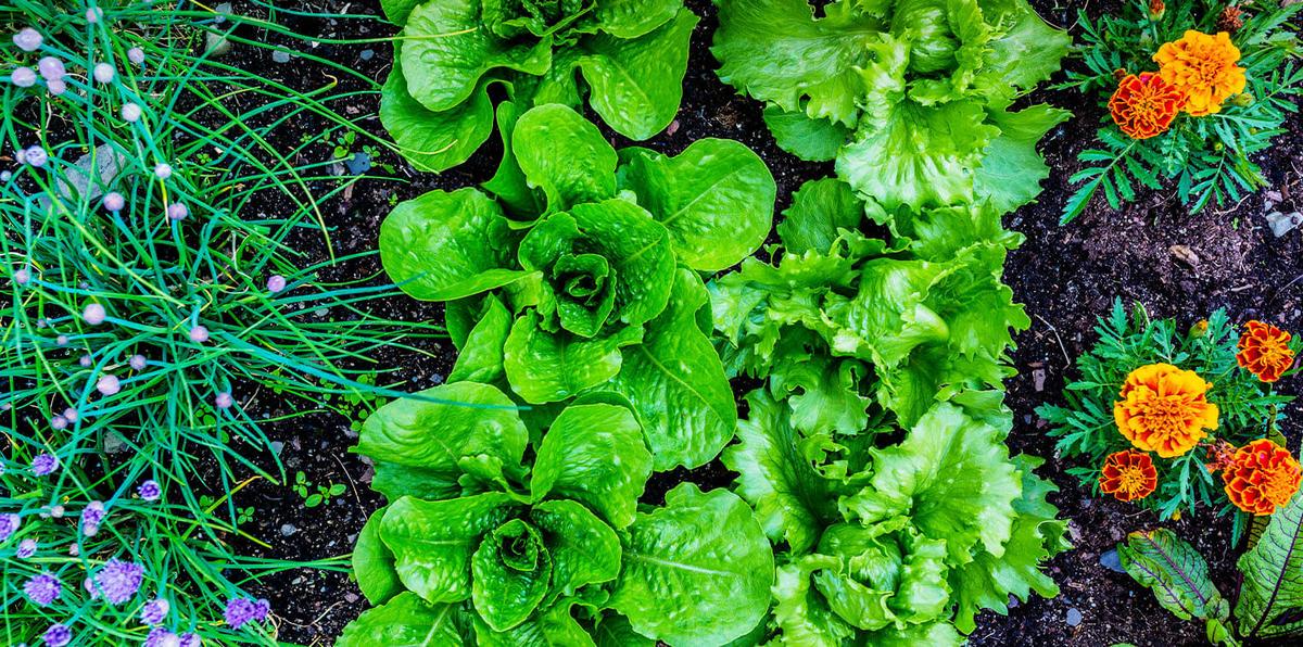 Try Companion Planting