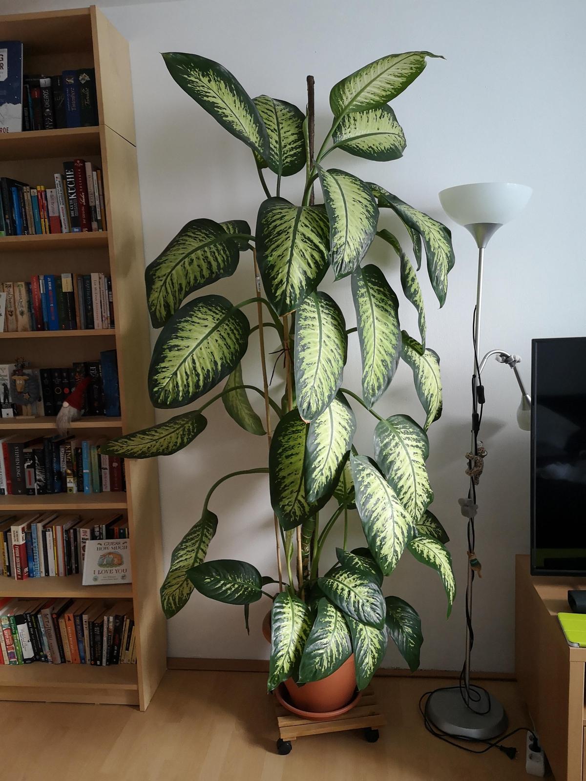 Dumb Cane