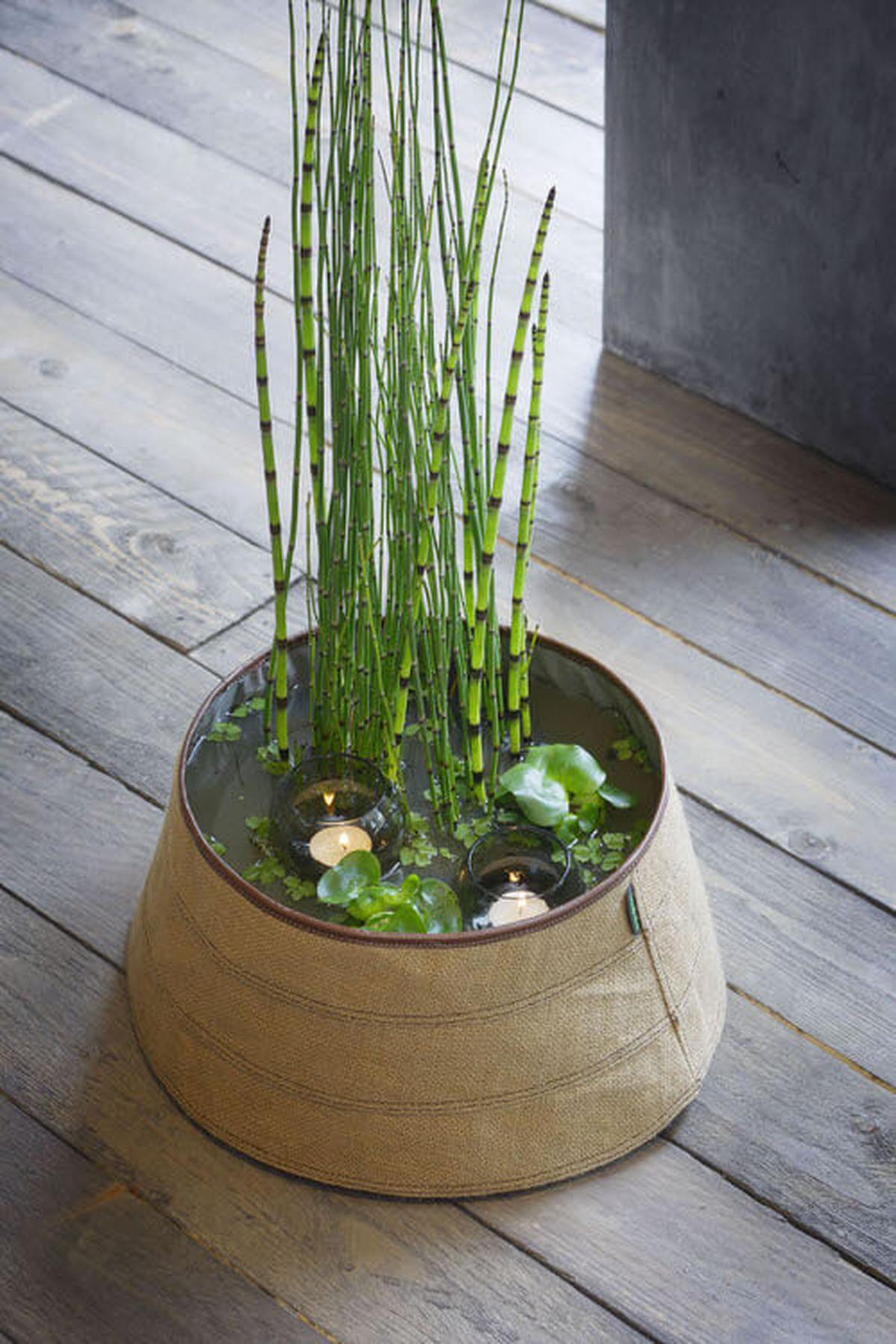 Horsetail Bamboo