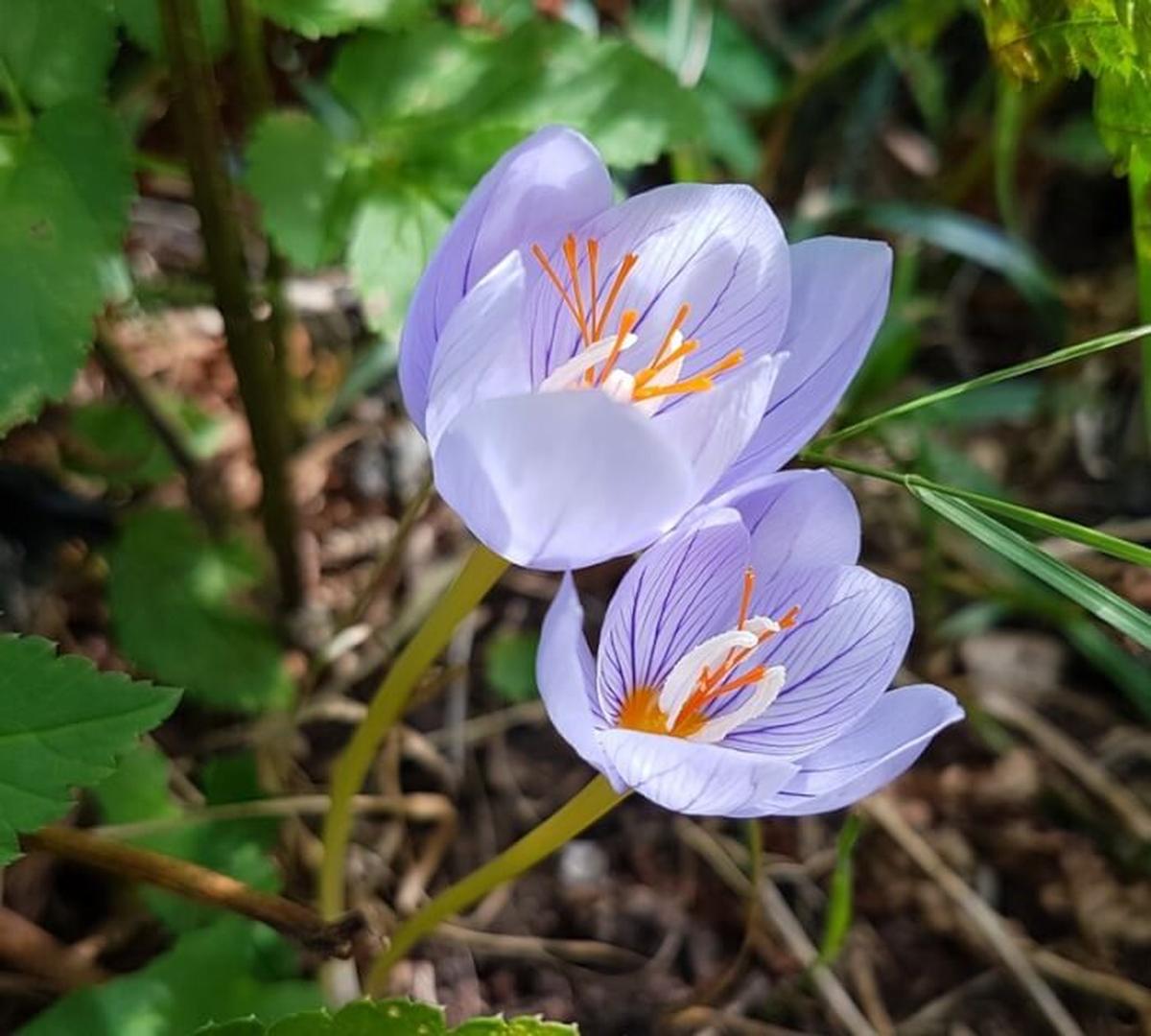 Crocus Pulchellus