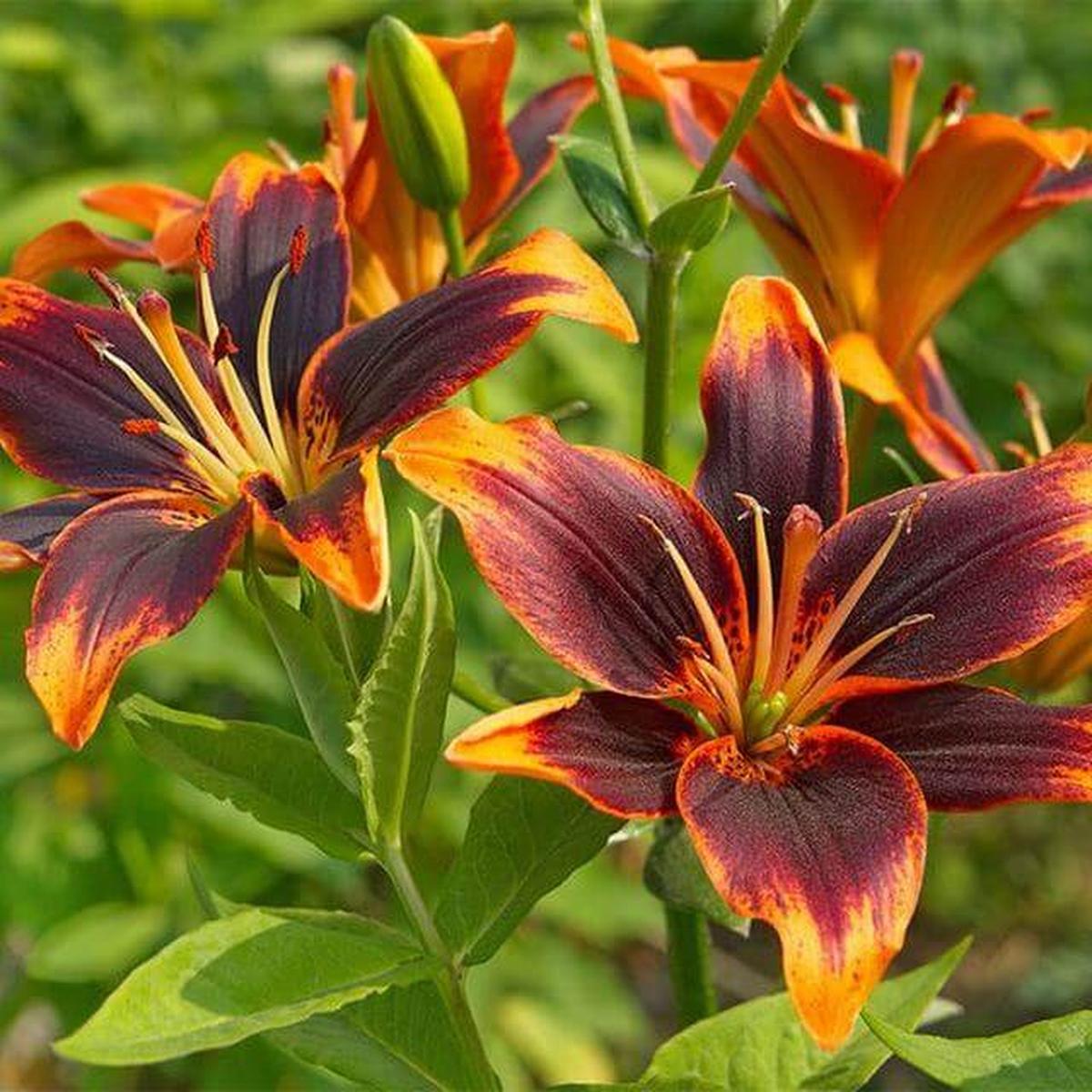 Asiatic Lilies