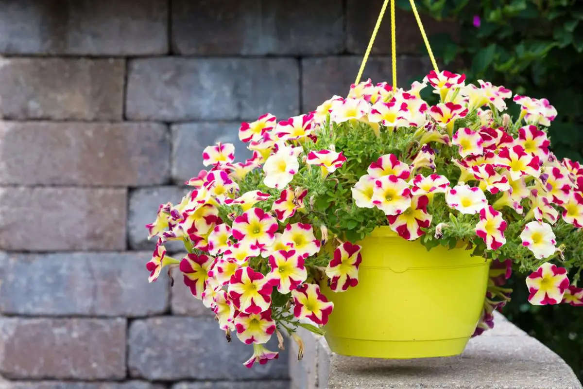 How to Choose the Right Petunias for Your Space