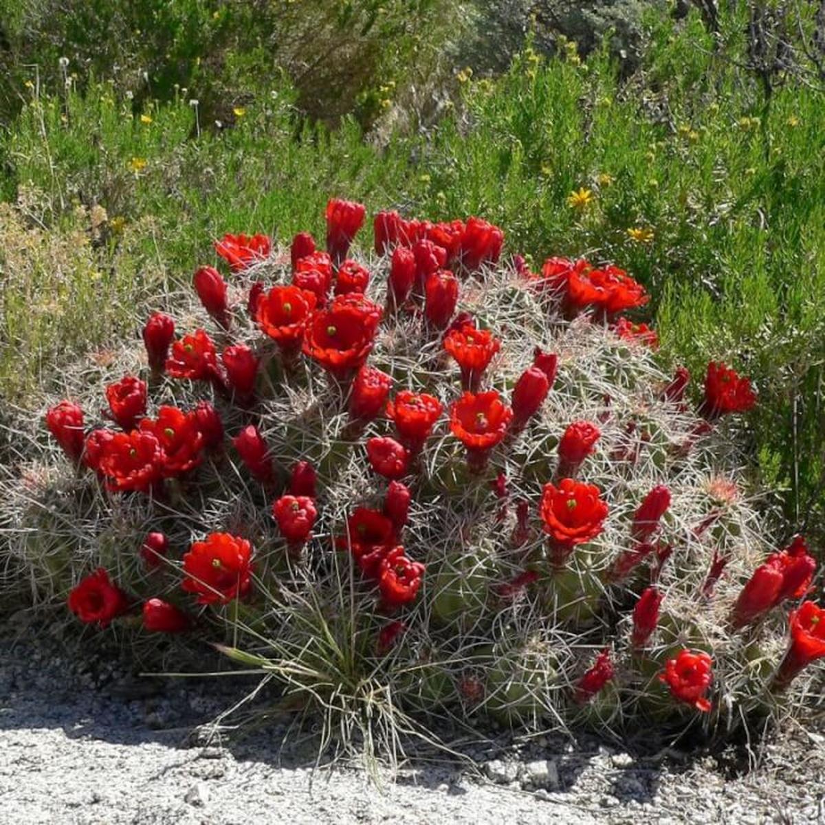 Claret Cup Cactus