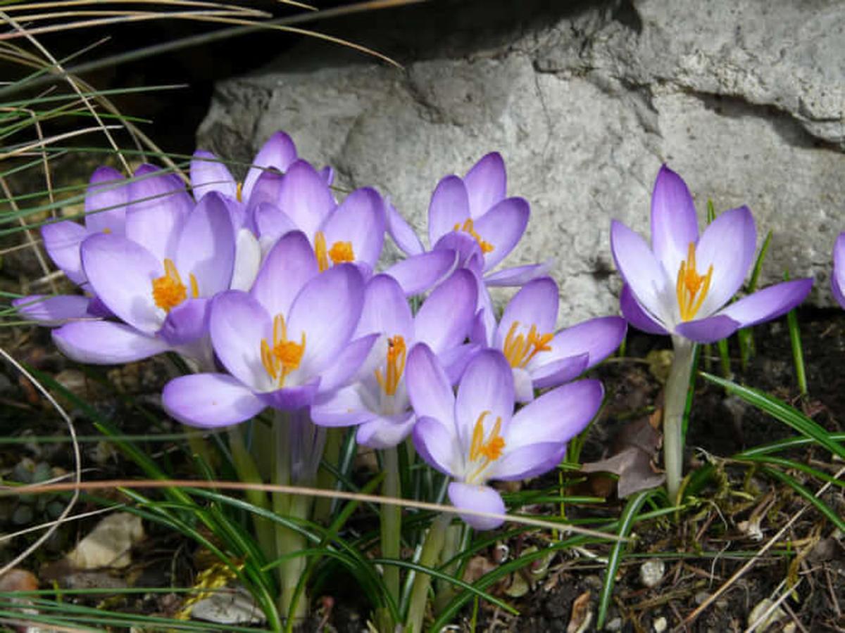 Early Crocus