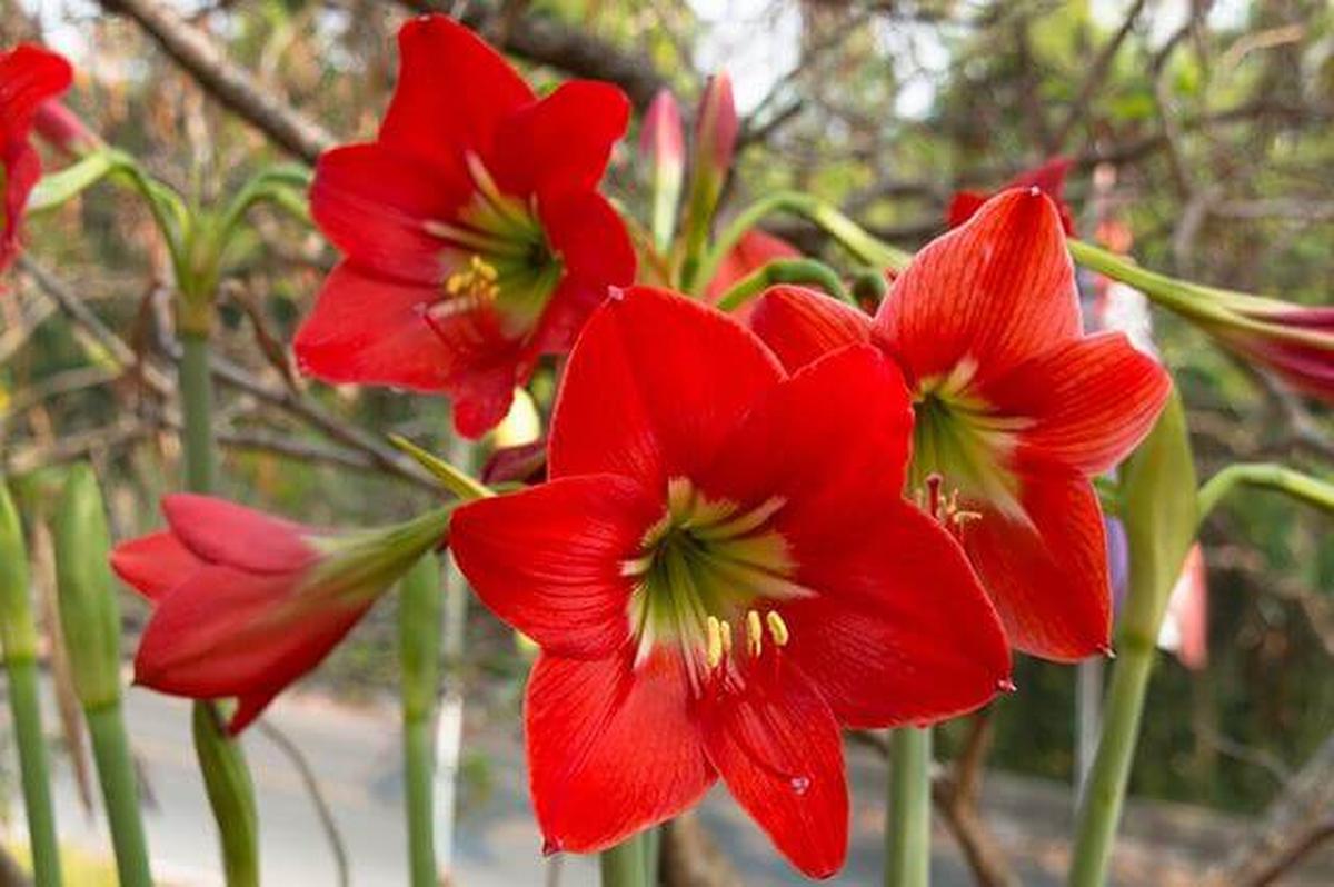 Hippeastrum