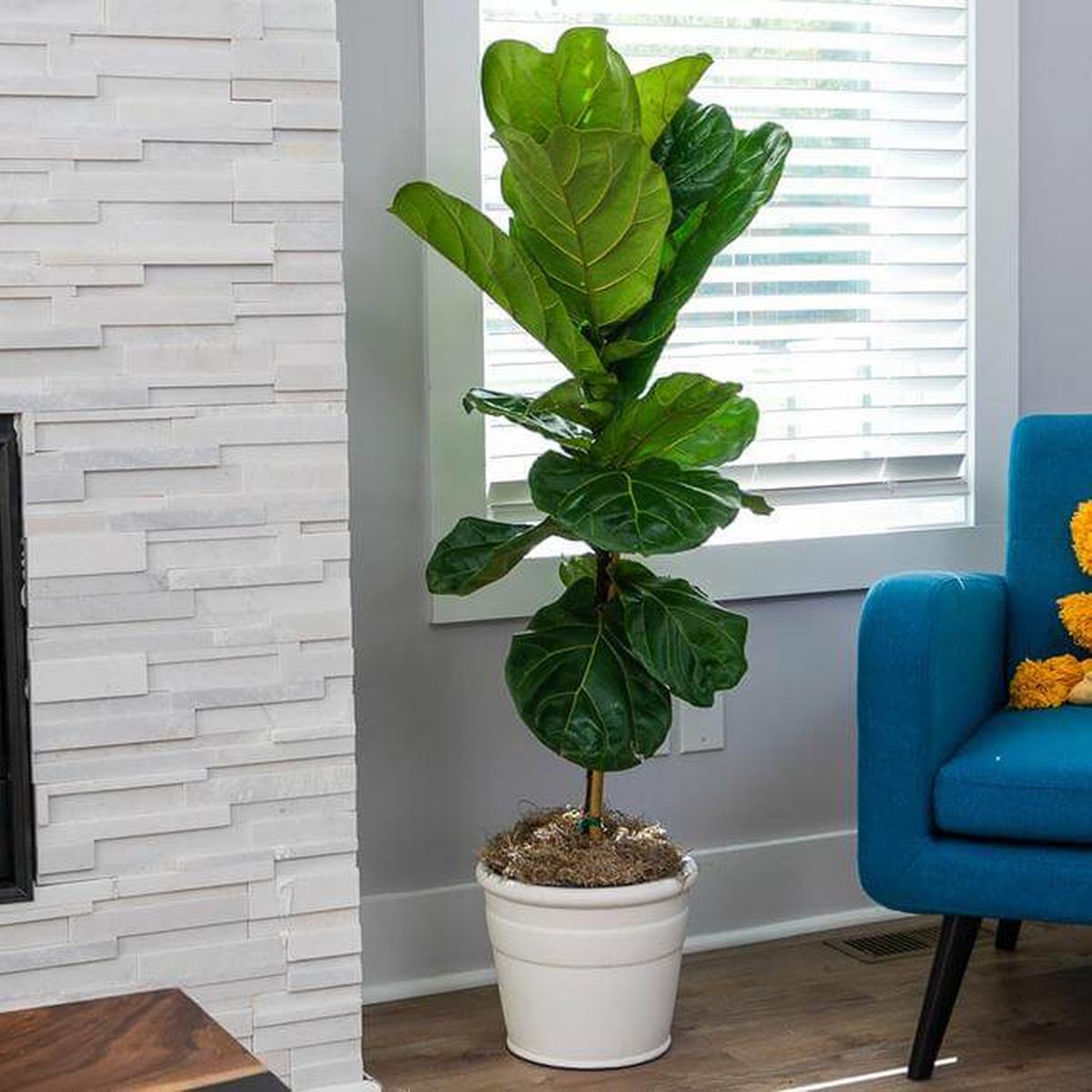 Fiddle Leaf Fig