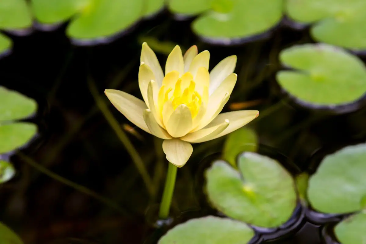 Miniature Yellow Waterlily