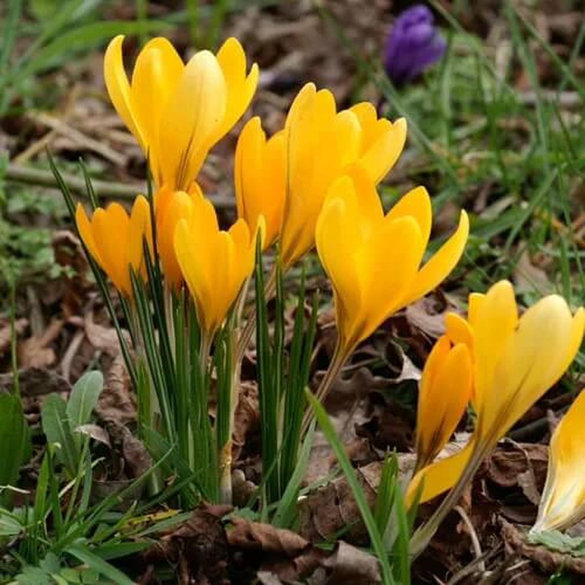 Golden Crocus