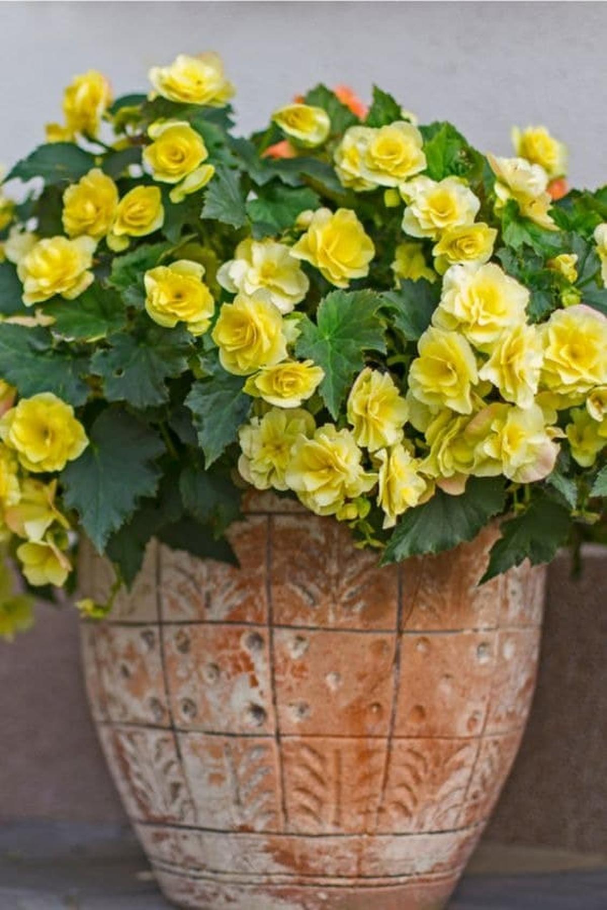 Begonias