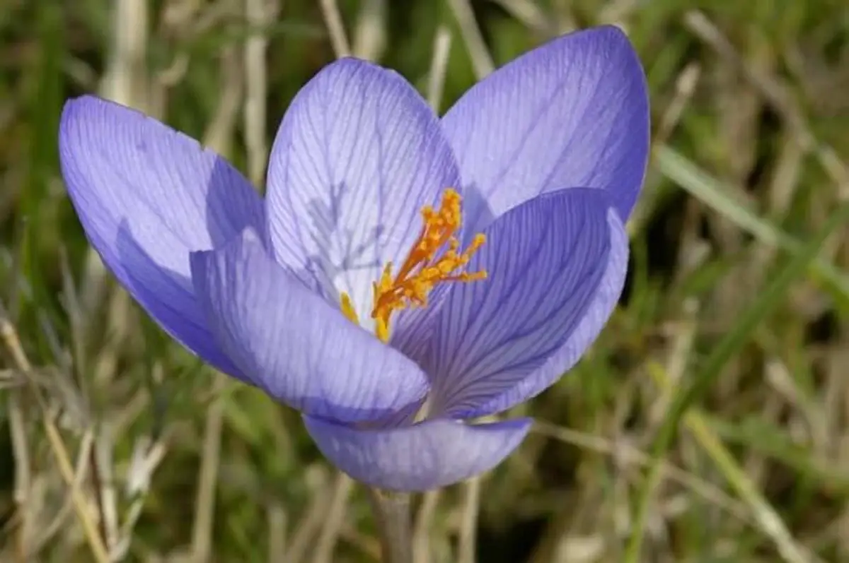 Biebersteins Crocus