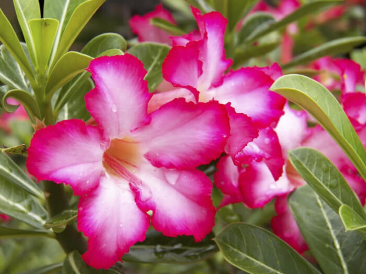 Adenium