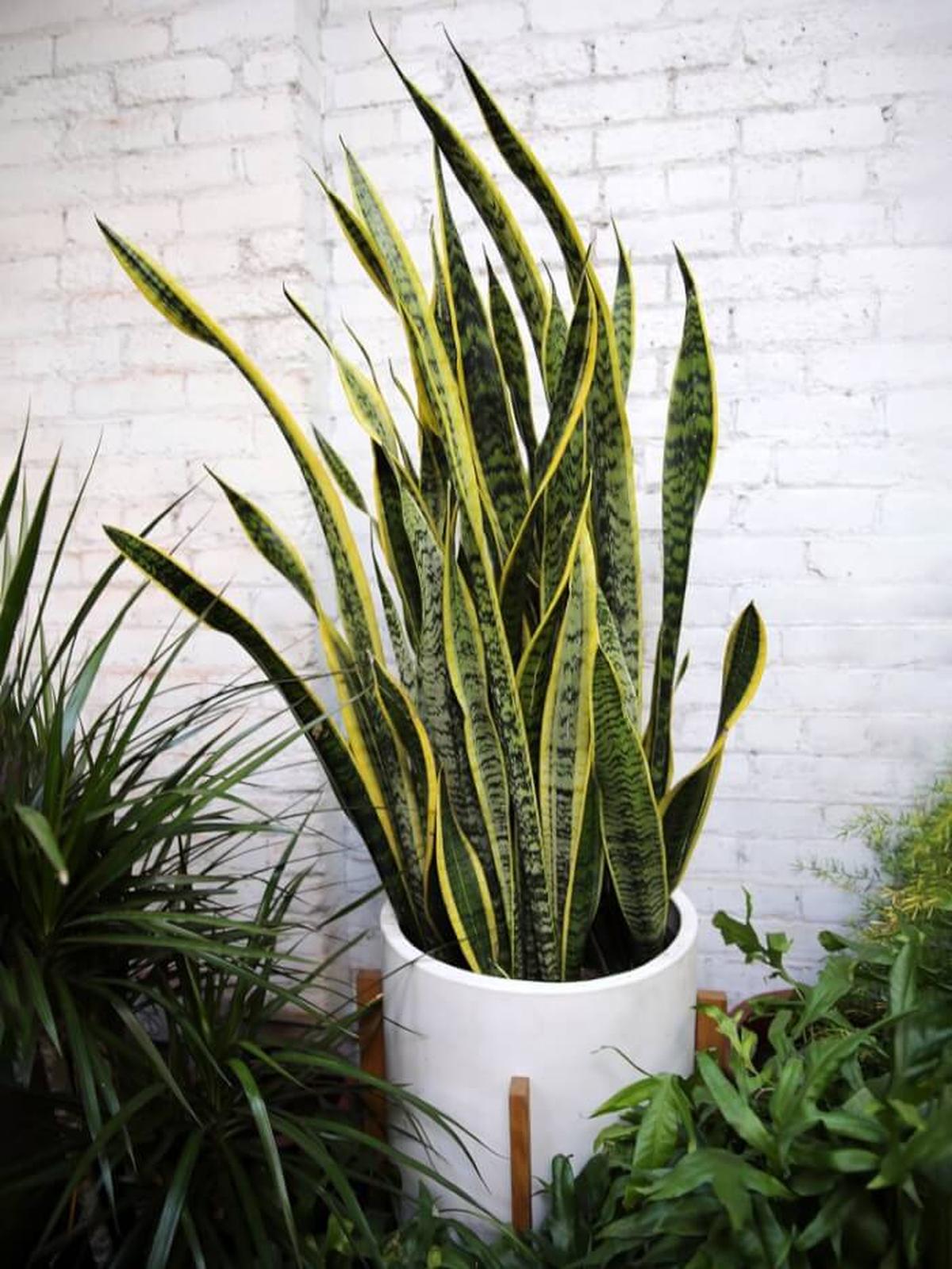 Snake Plant