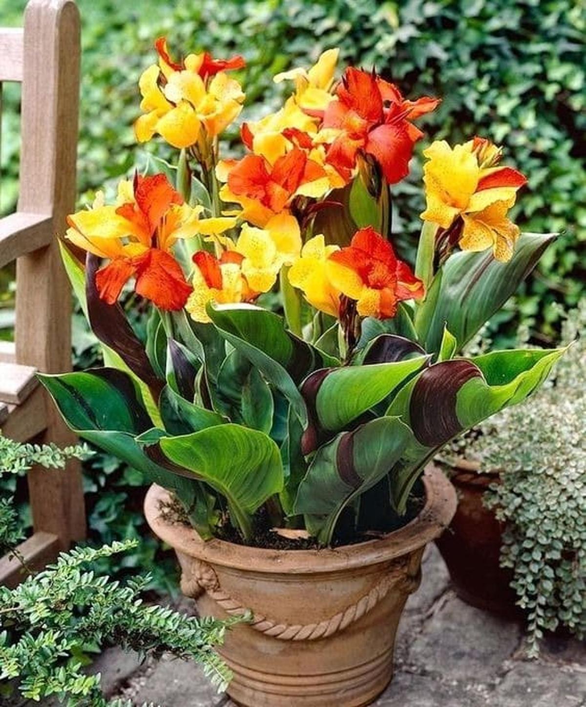 Canna Lily