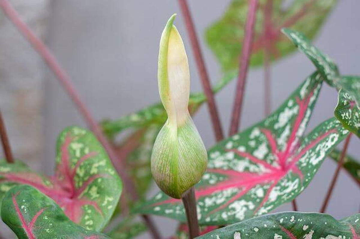 Caladiums