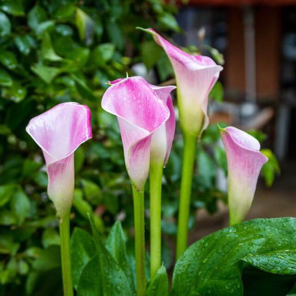 Calla Lilies