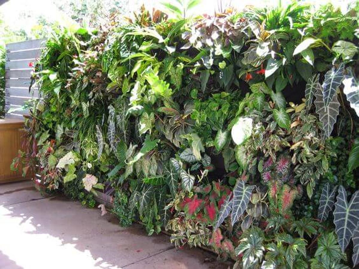 Lush Vertical Garden