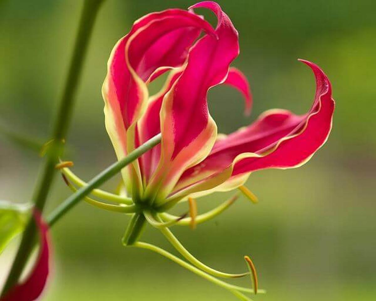 Gloriosa Lily