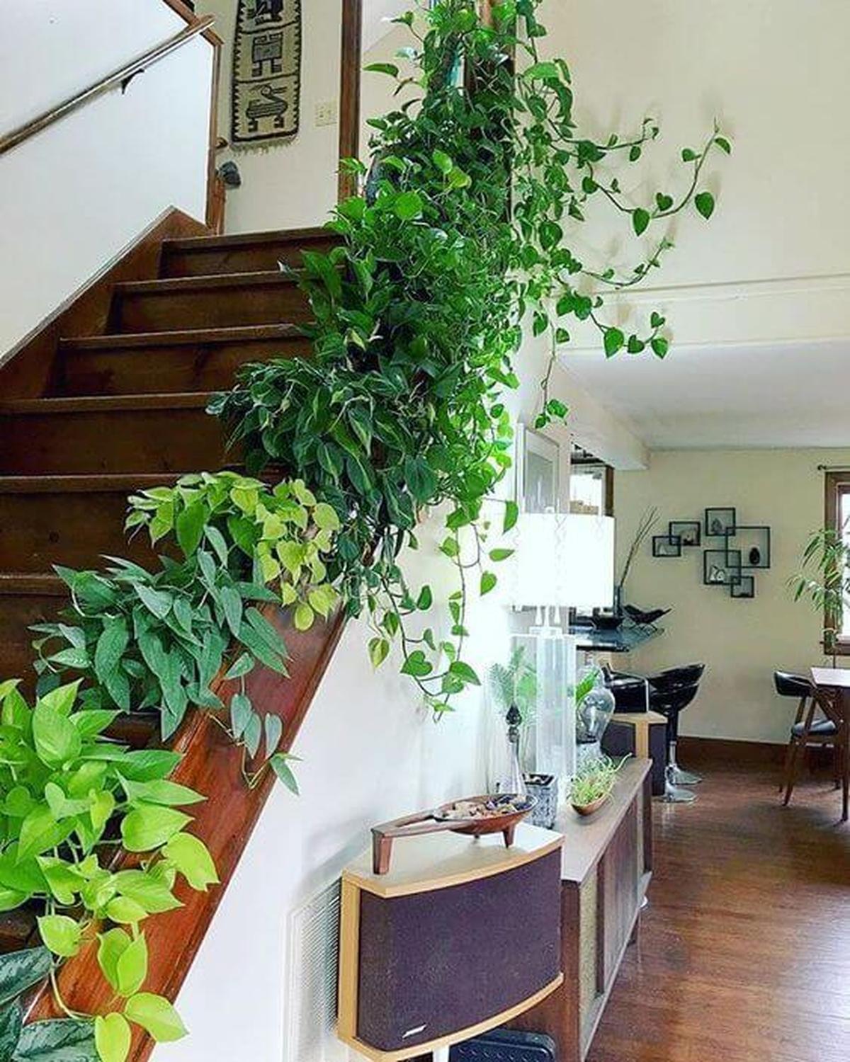 Climbing Plants For Railing Stair