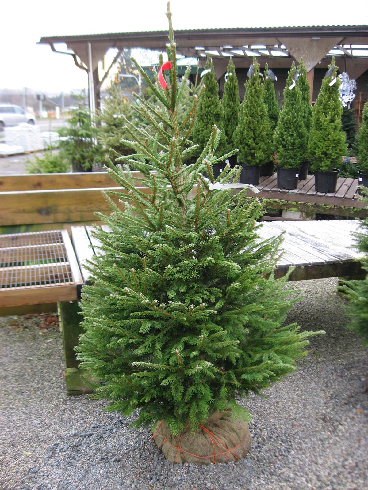 Noble Fir
