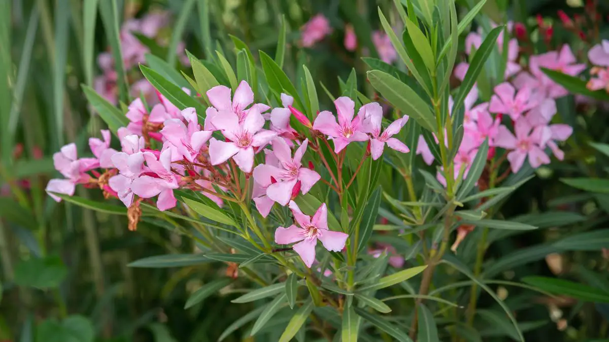 Oleander