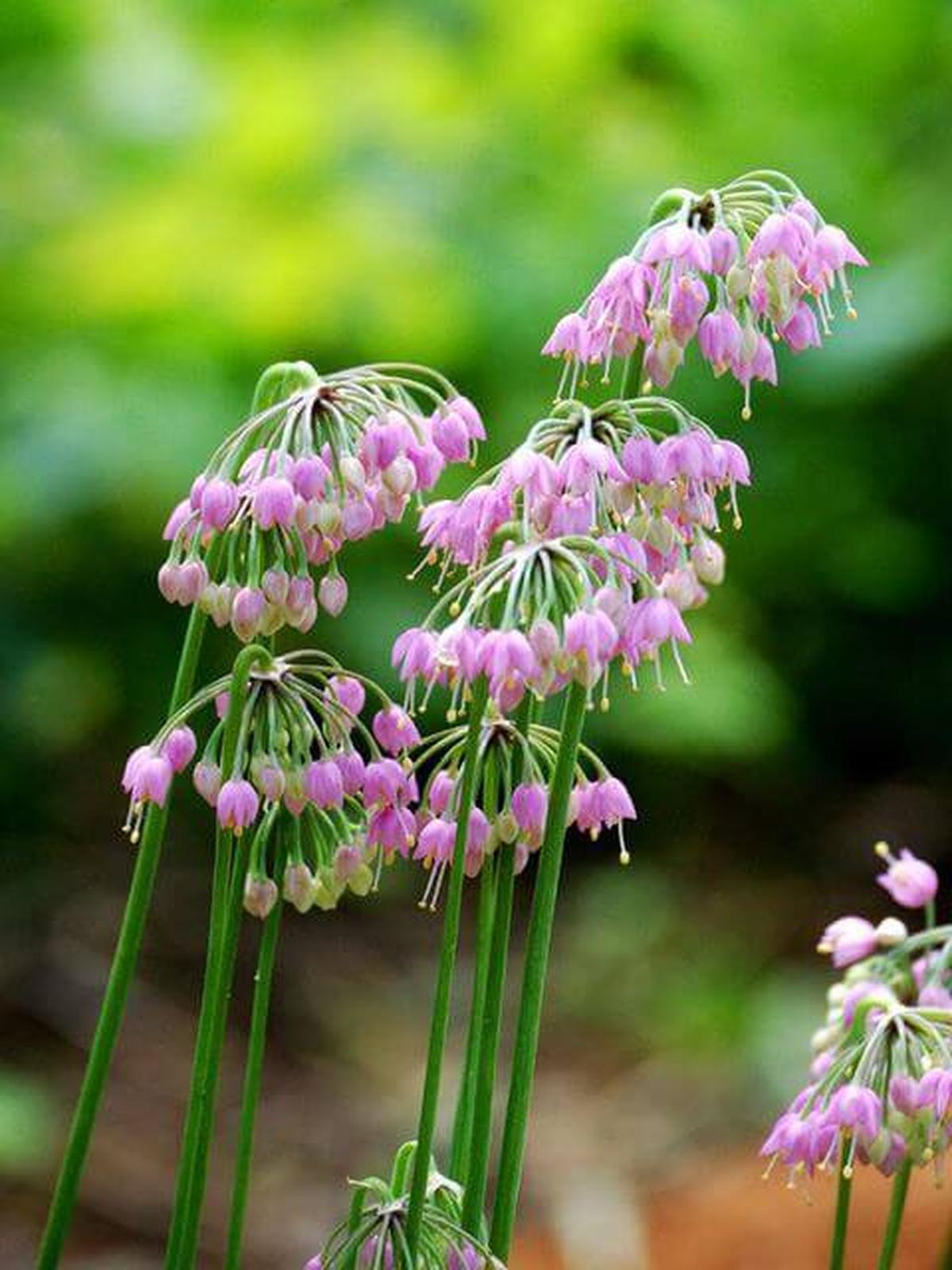 Allium cernuum Nodding onion