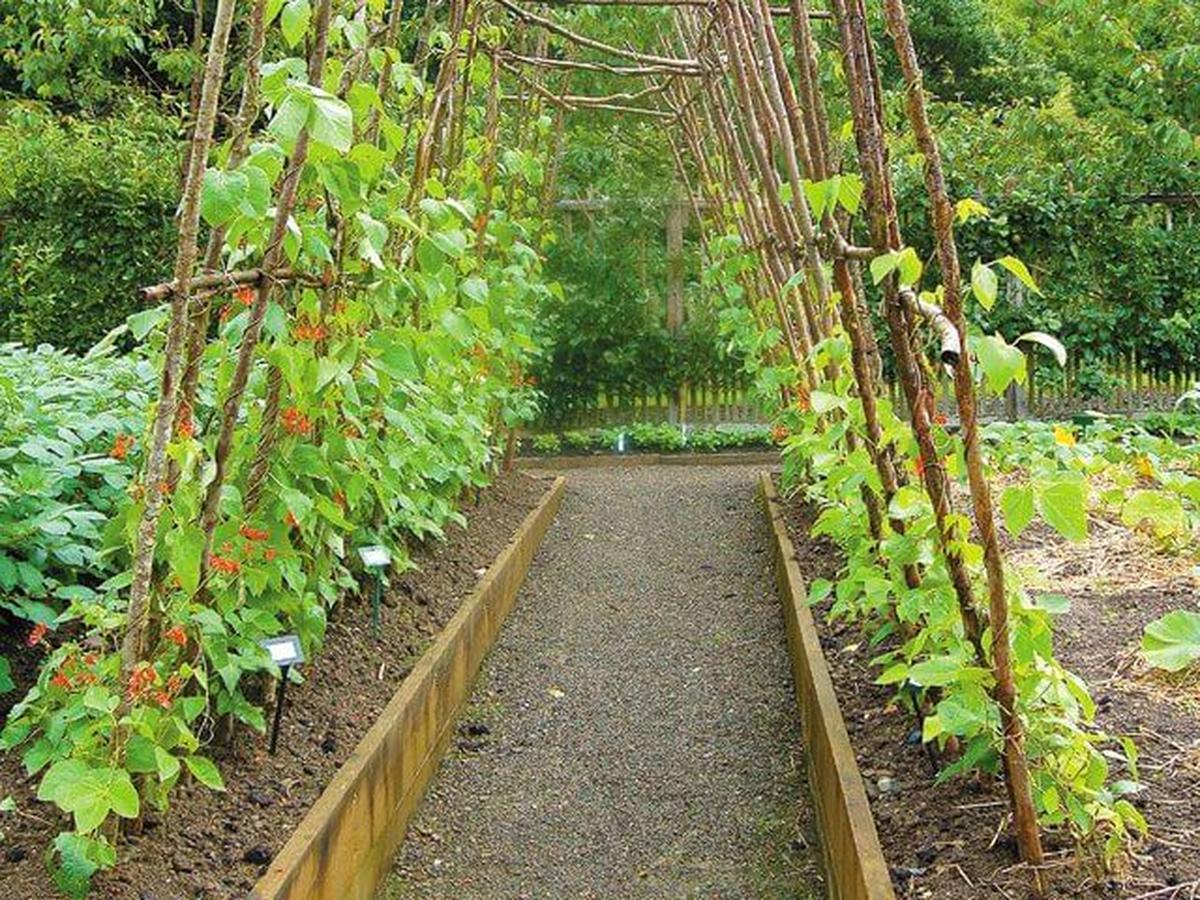 On A Trellis