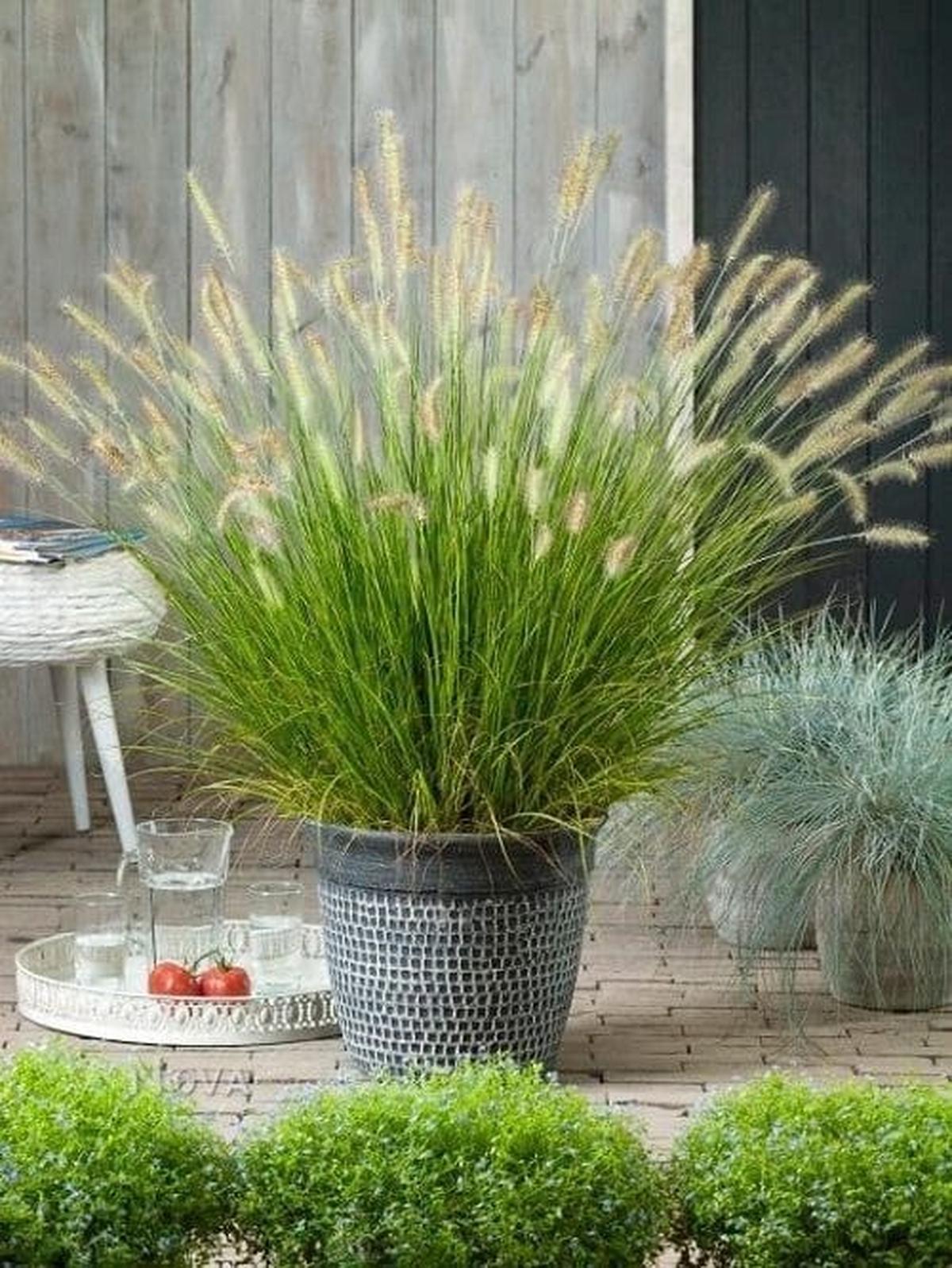Fountain Grass