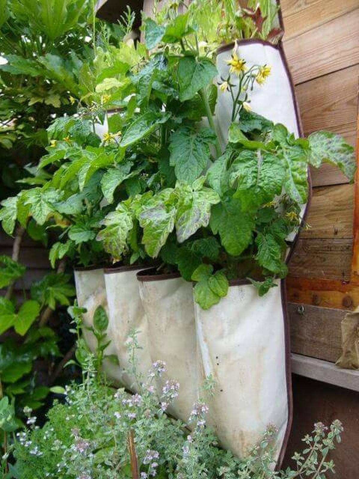 Pocket Vertical Garden