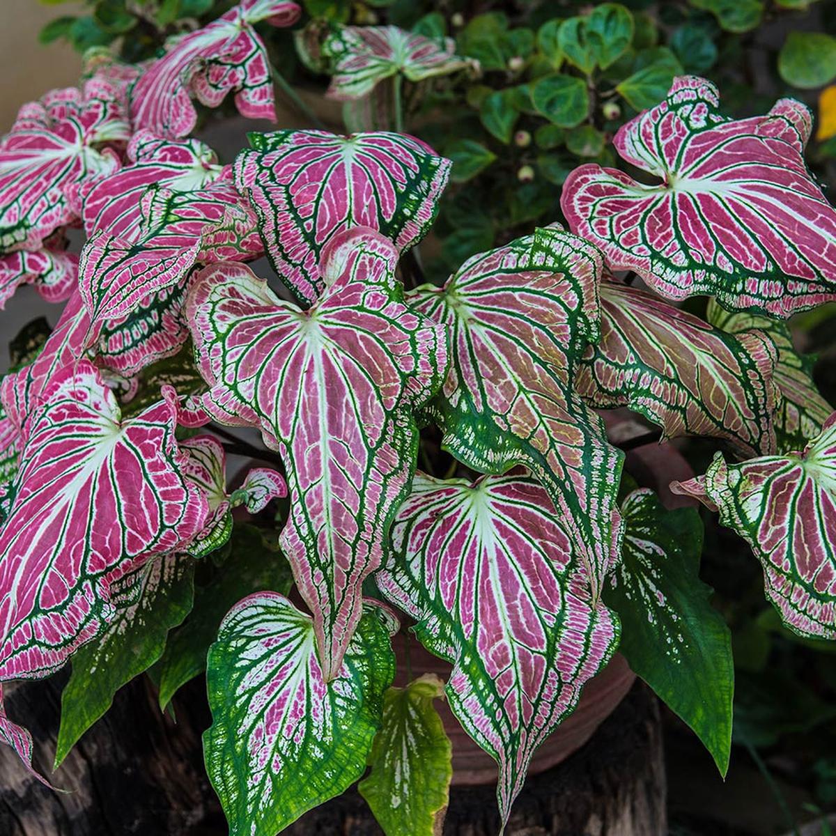 Picking Caladium Bulbs
