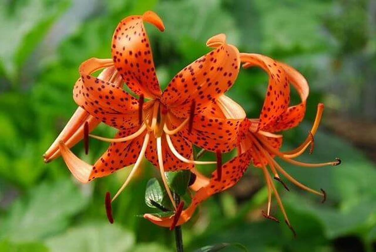 Tiger Lily