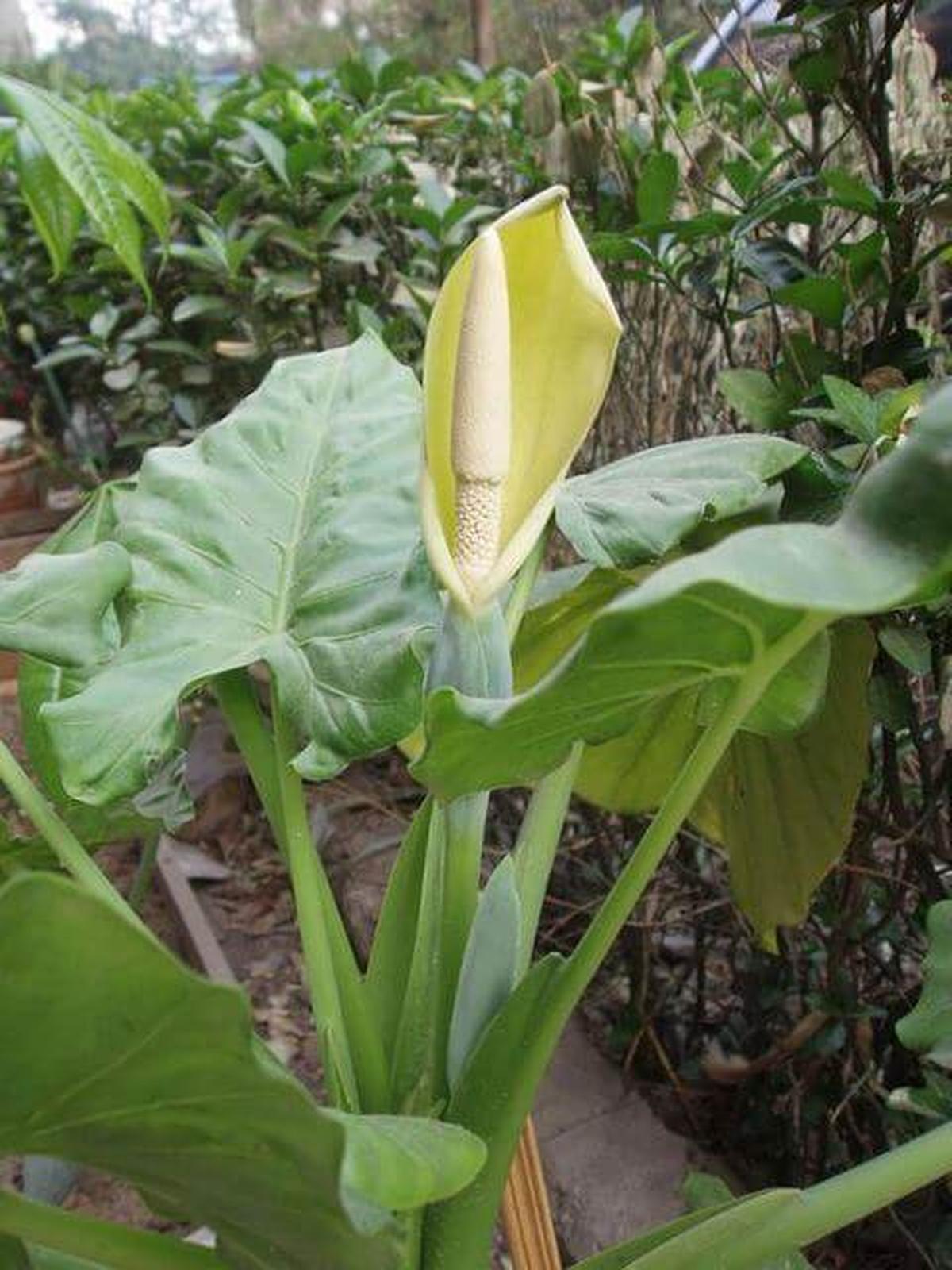 Colocasia