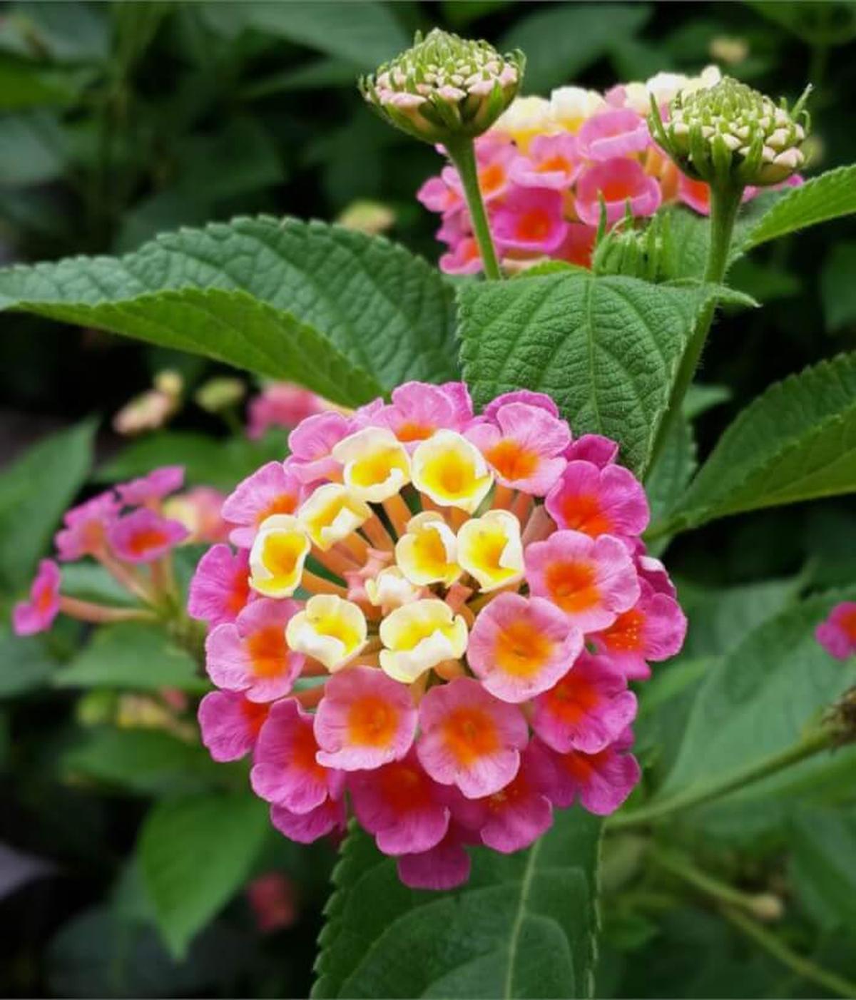 Lantana