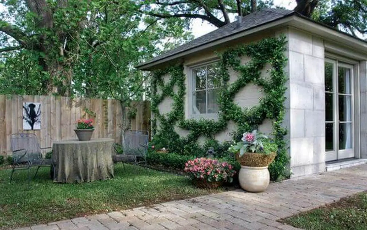 Decorate Wall with Vine Plants
