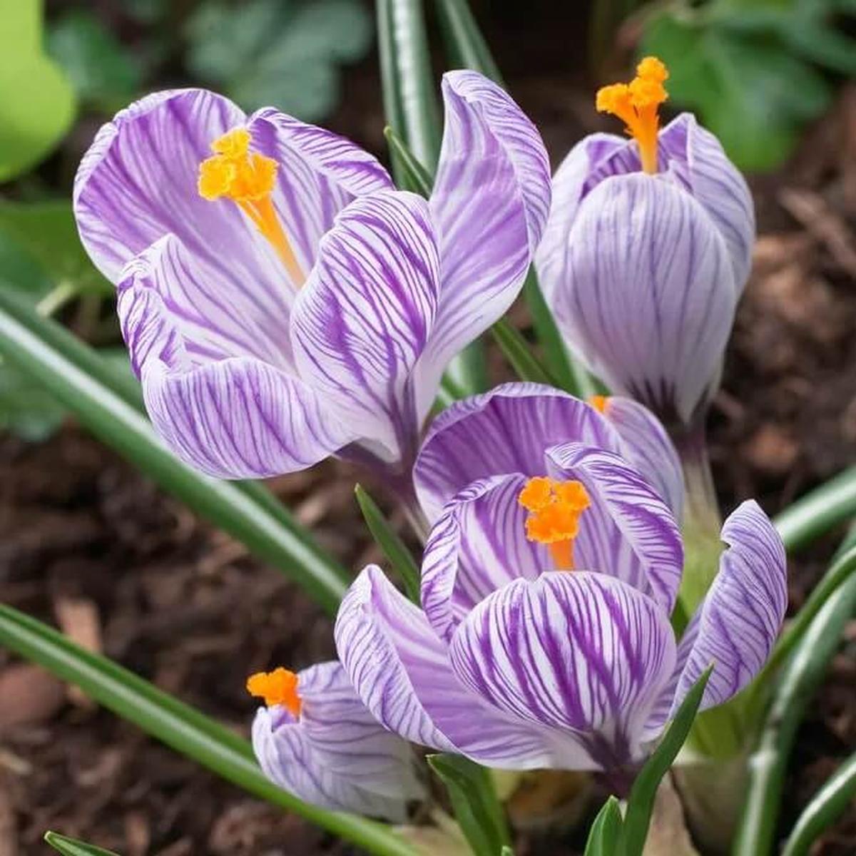 Dutch Crocus