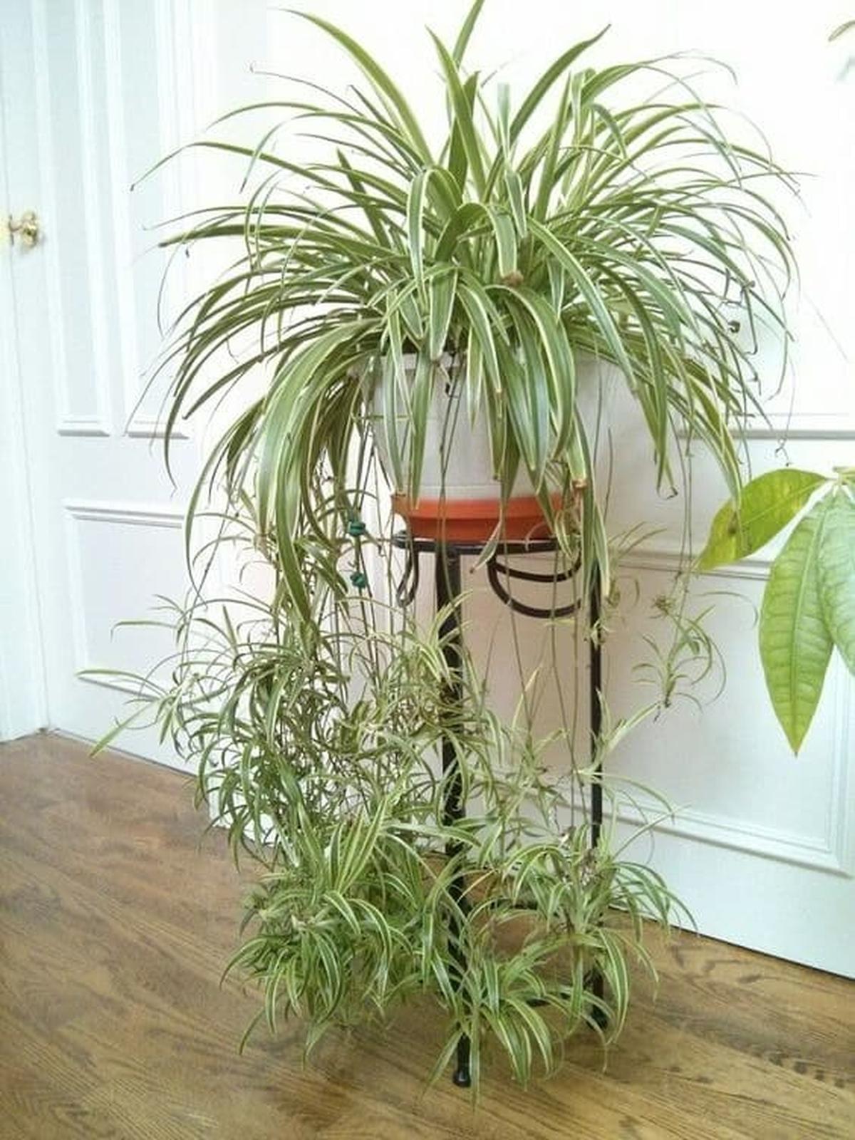 Spider Plant