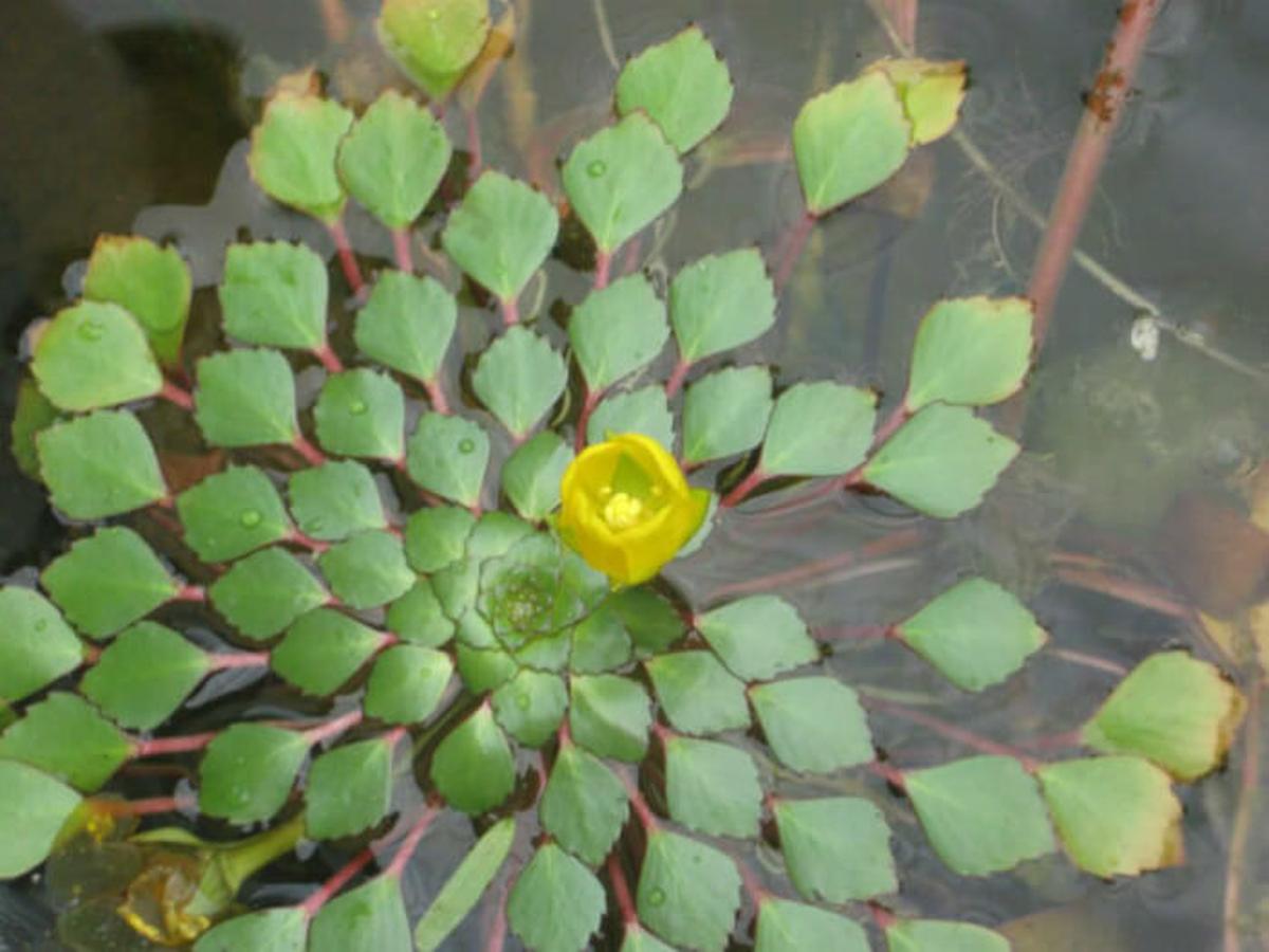 Mosaic Plant