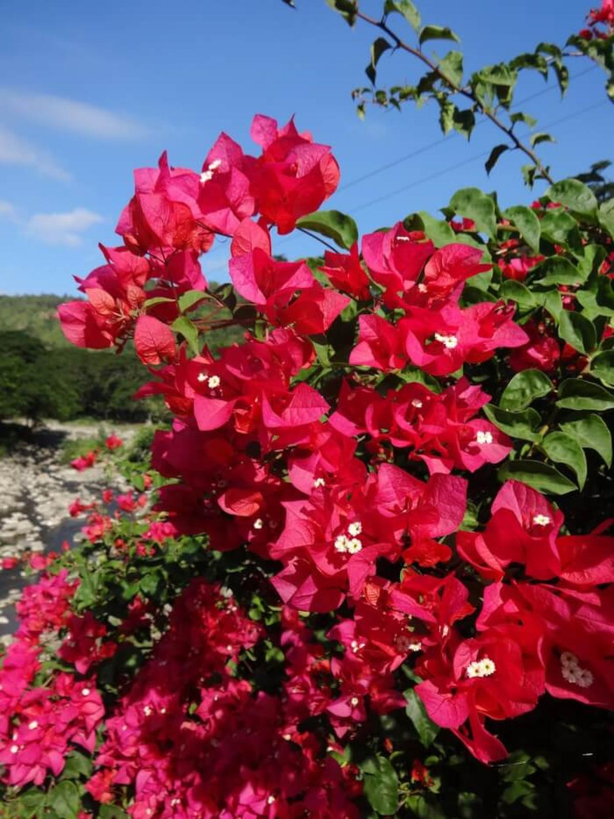 Bougainvillea