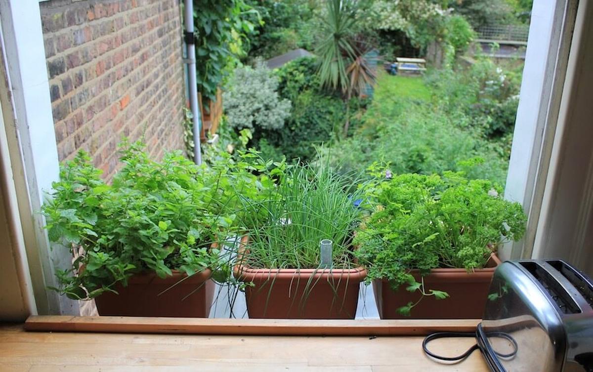 Set Up A Windowsill Garden