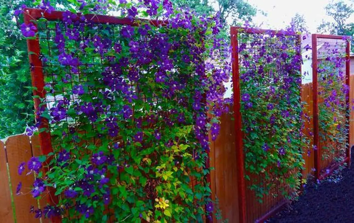Cascading Purple Gardens