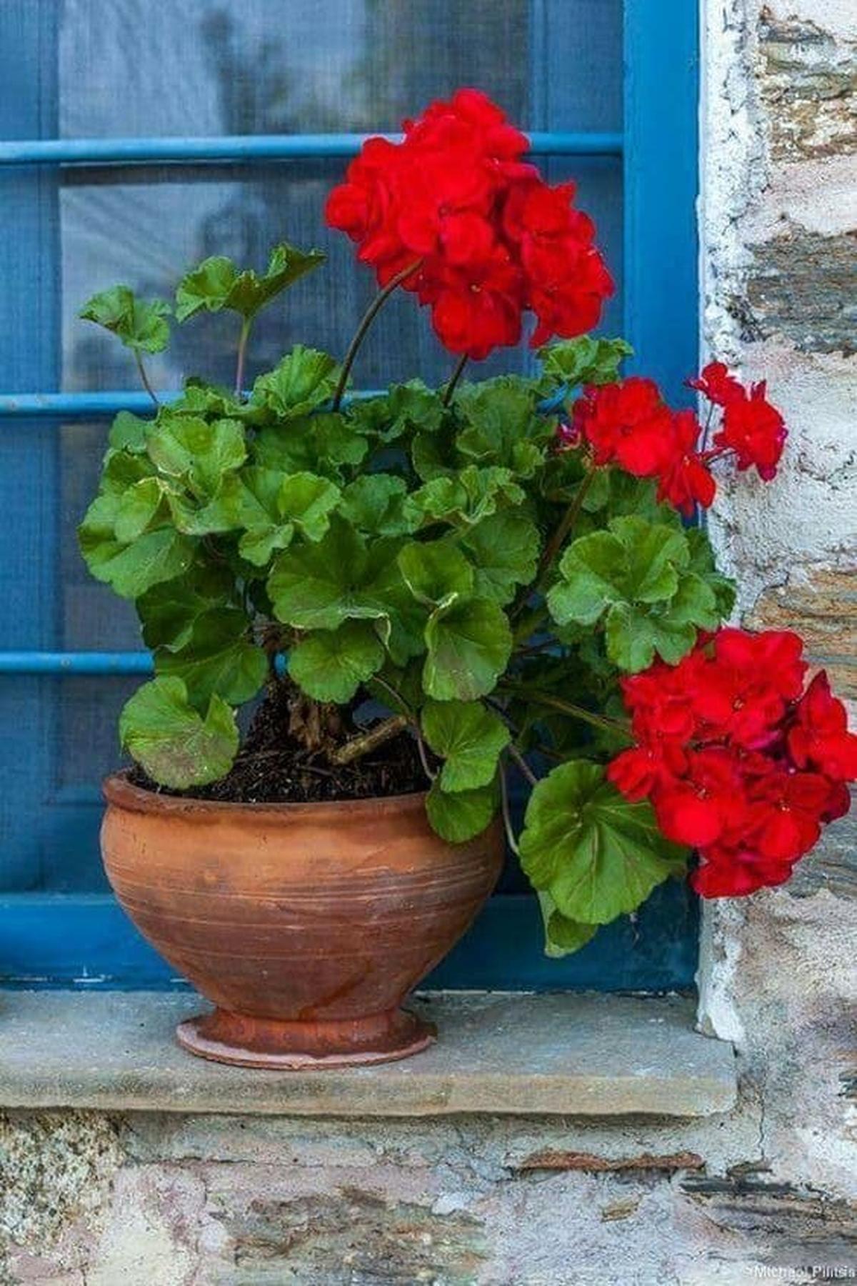 Geraniums
