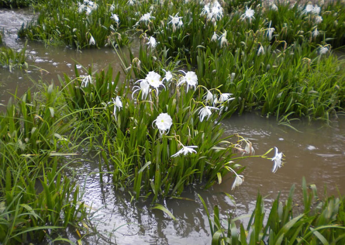 Caribbean Spider Lily
